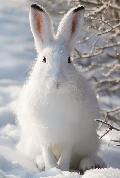 Заяц-беляк (лат. Lepus timidus)