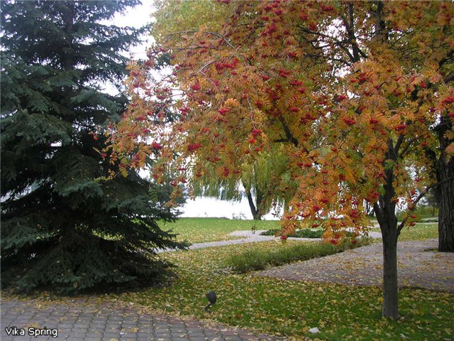 Купить Рябина обыкновенная Глобозум Sorbus aucuparia Globosum ...