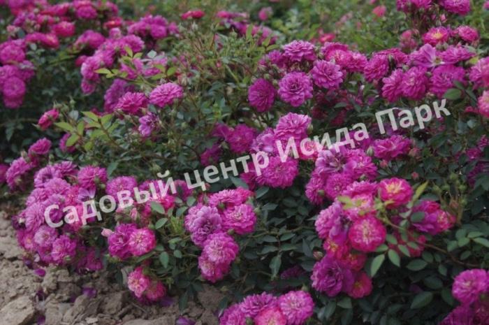 Роза шраб Блю Бой (Rosa Shrub Blue Boy ...