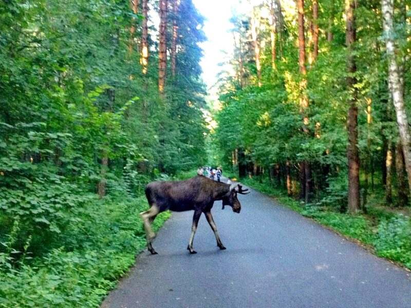 Понятно, что тоннель построить дороже». Эксперты настаивают ...