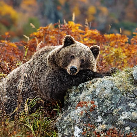 I'm Siberian - Осенний пейзаж природного парка Шумак ...