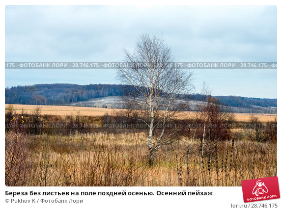 Лес поздней осенью - Природа - Картинки для рабочего стола ...