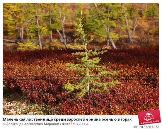 Лиственница кемпфера 