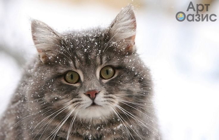 Кошки, особенности содержания кошек в зимний период