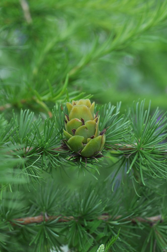 Фотографии осени - Лиственница (Larix) - Spikальбом