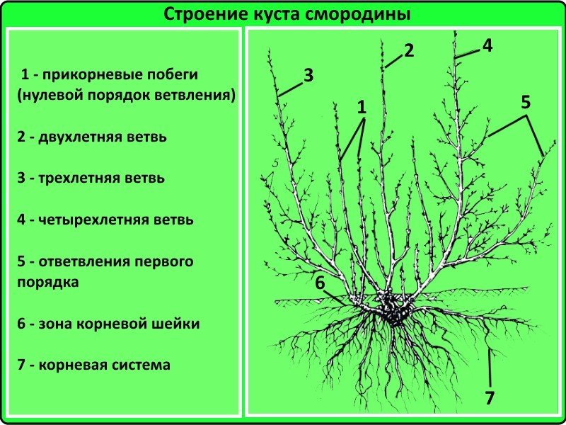 Как обрезать смородину осенью ...