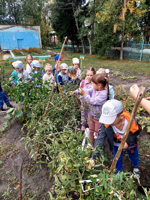 Сбор урожая осенью, пшеничные поля, вождение трактора по ...