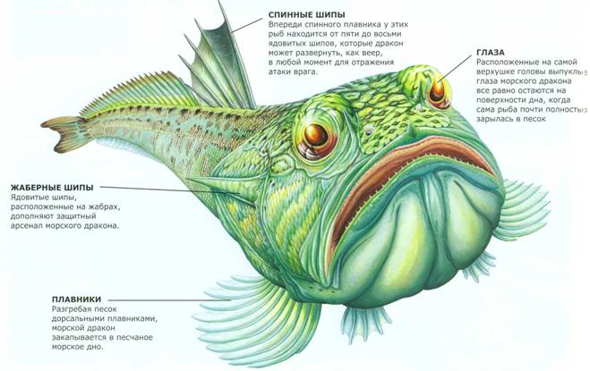 Рыба морской дракончик (weaverfish ...