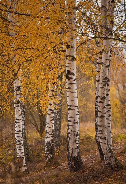 Осенняя береза гуашью поэтапно. Мастер-класс с фото