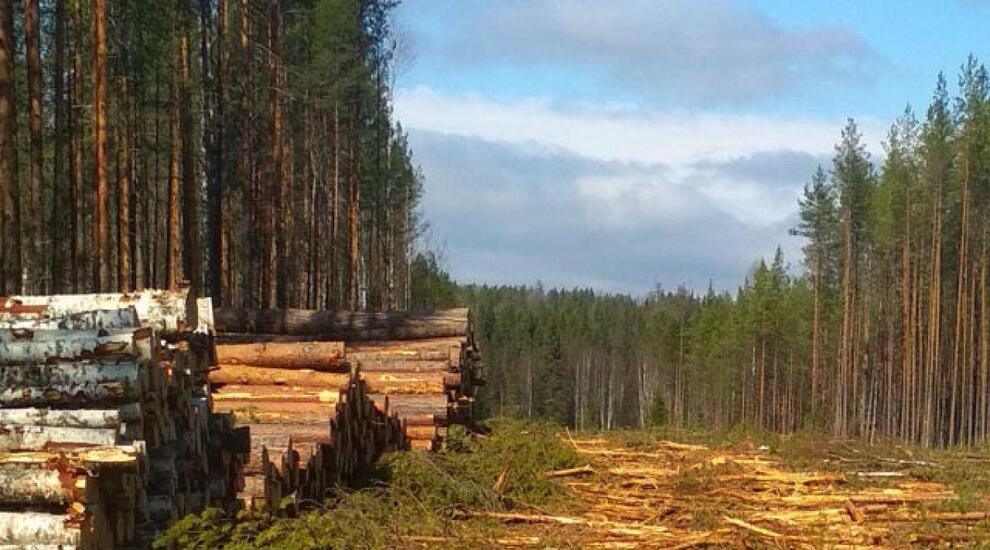 Буковые леса Испании