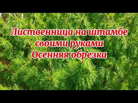 Когда желтеет лиственница, наступают холода — Инфокам