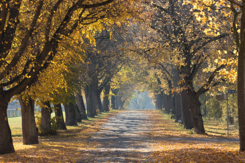 Постер Аллея осенью (Alley in autumn ...