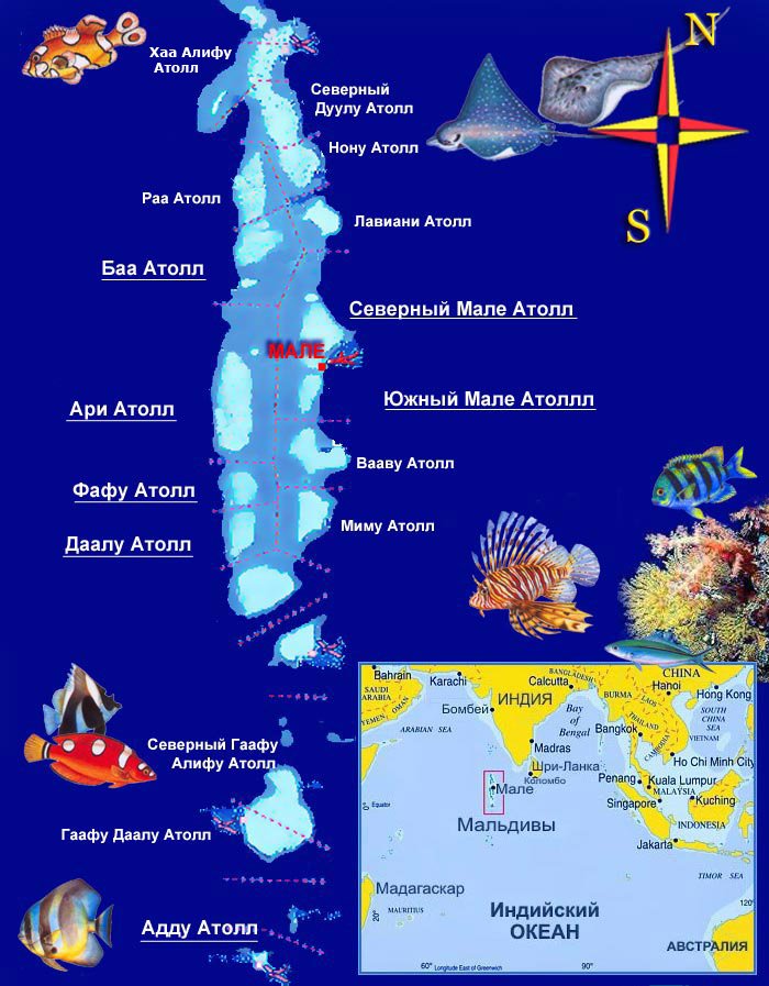Флора и Фауна Мальдивских Островов - Достопримечательности ...