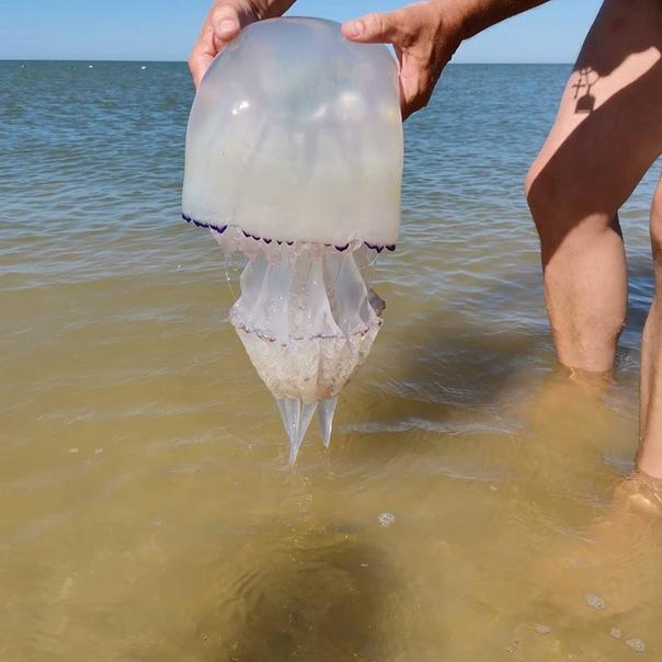 Медуза корнерот (Rhizostoma pulmo). Энциклопедия. Материал ...