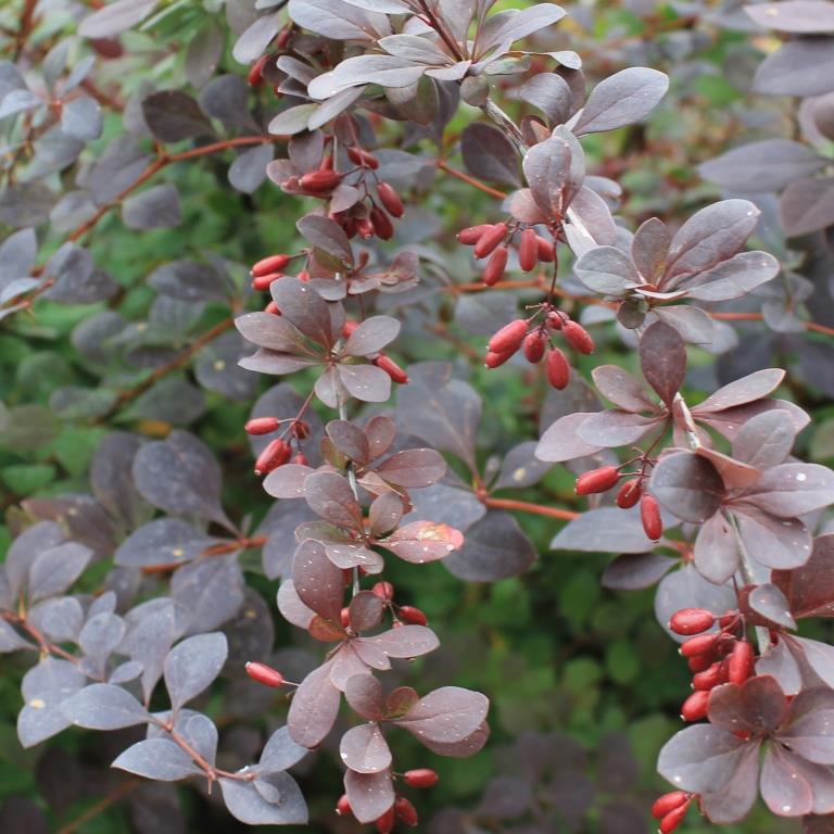 Барбарис оттавский Суперба (Berberis ottawensis Superba)