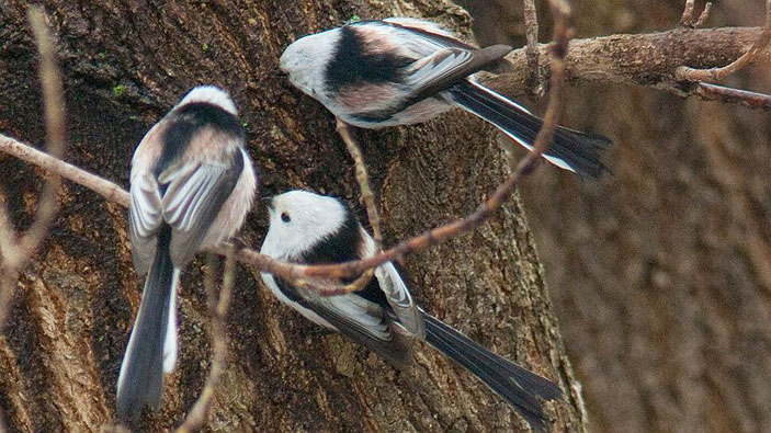 Фотокаталог птиц: Сойка (Garrulus glandarius)