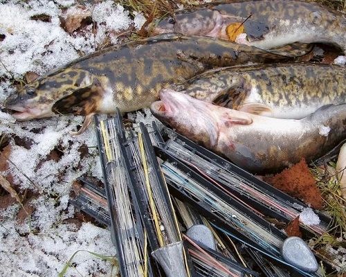 Ловля налима со льда и в открытой воде