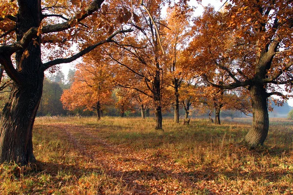 Золотая осень. Пейзаж. Река Березина. Борисов. Беларусь ...