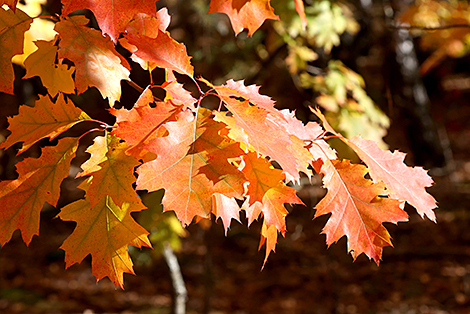 МИД Беларуси - 🍂 Осень в Беларуси прекрасна! А насладиться ...