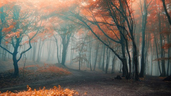 Обои осень, свет, деревья, луг, зелёный, листопад, Autumn ...