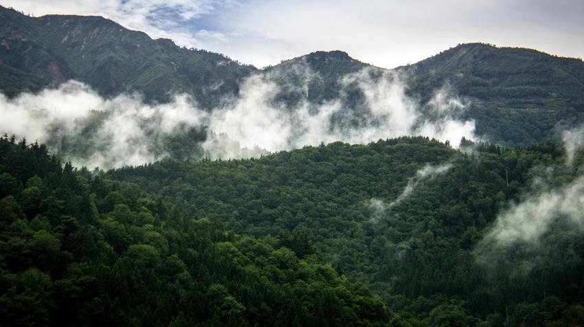 Скачать картинки Лес деревья, стоковые фото Лес деревья в ...