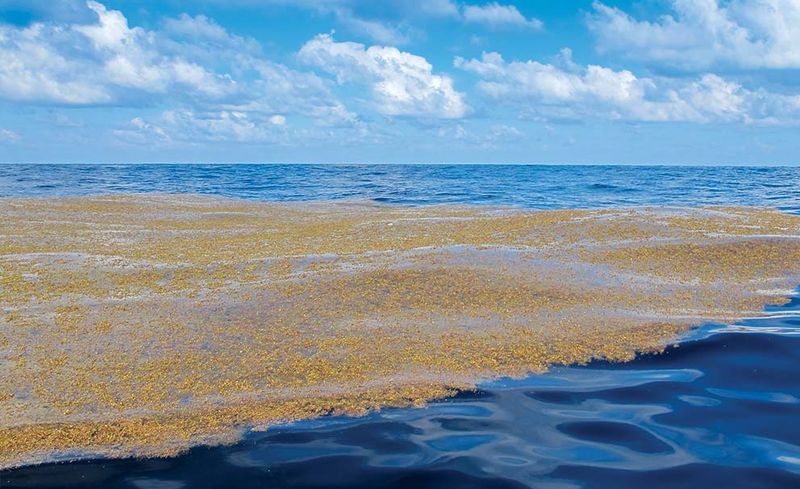 На Мексику и Флориду надвигается Саргассово море