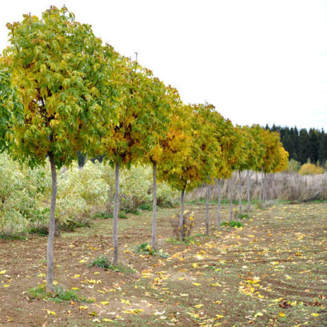 Купить ясень обыкновенный (fraxinus) h ...