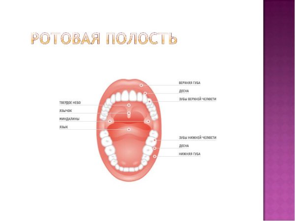 Верхний зубной протез: цена, виды ...