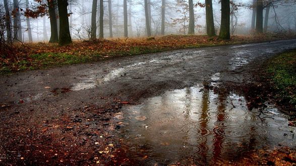 Фотографія Осенний лес после дождя ...