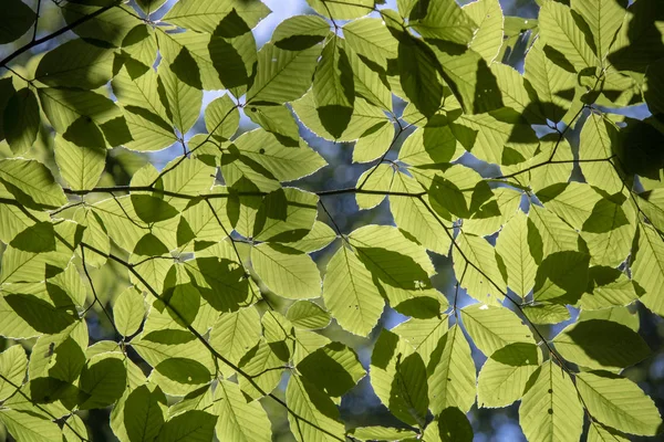 Граб (Carpinus) — описание, выращивание, фото | на LePlants.ru