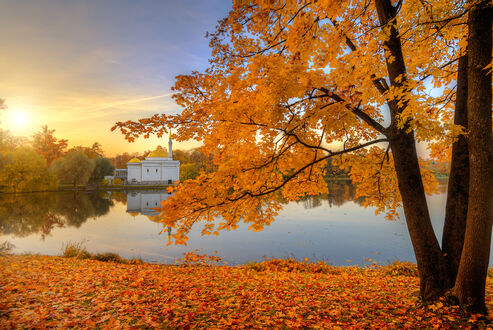 autumn, leaves, fall, maple ...