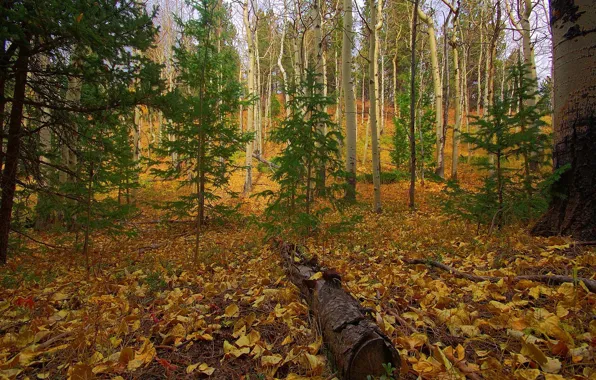 Обои осень, листья, желтый, красный, листва, упавший ...