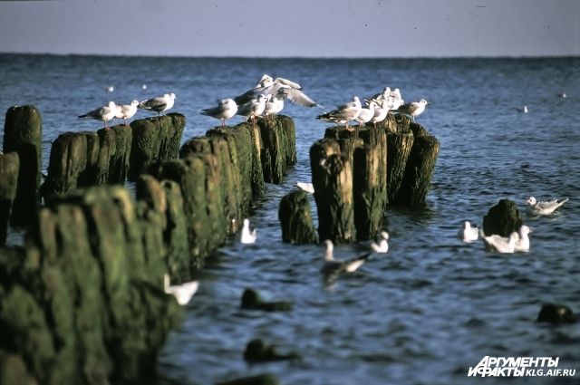 Балтийское море - KaliningradToday