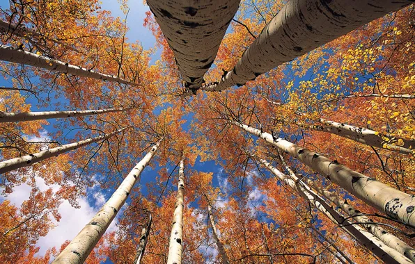 A story of nature told by autumn leaves