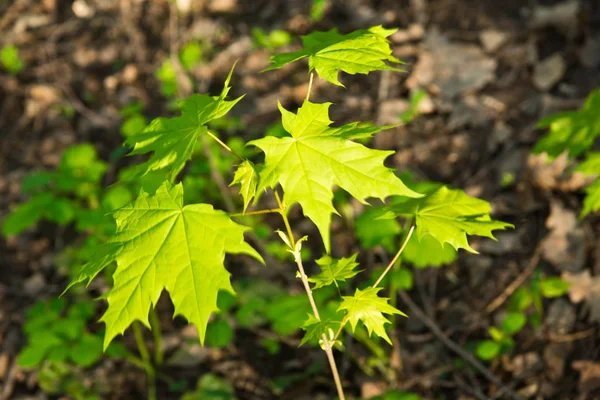 Кленовый лист оригами 🍁 Осенний лист клена из бумаги