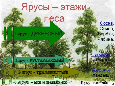 Растения леса - презентация к уроку Окружающий мир