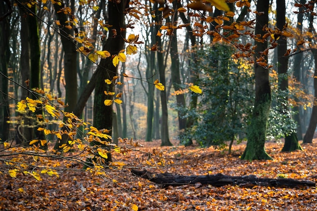 Осень в золоте и серебре