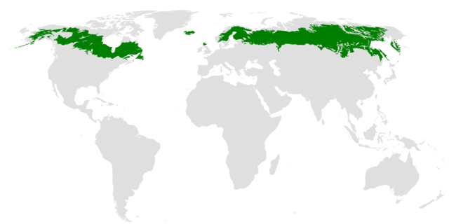 Беларусь на картах. Самые лесные районы Беларуси - HVALI.BY