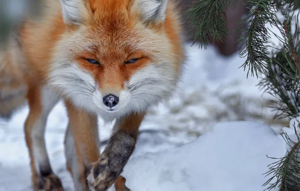 ❄️⛄😍 Картинки с добрым зимним утром - скачать