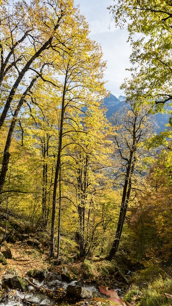 Осенний лес с облаками, деревья в горах, Сочи, Россия ...