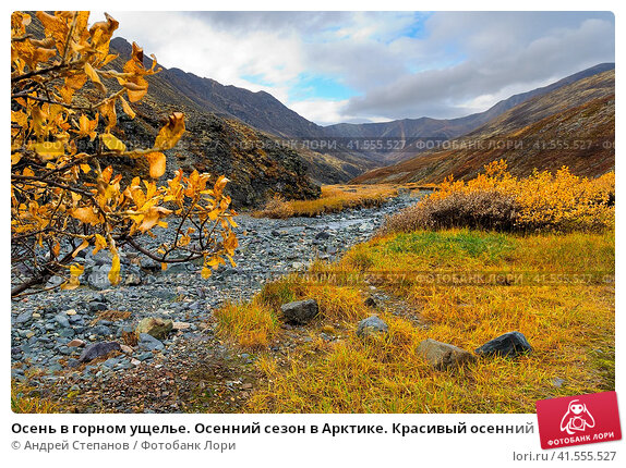 Красивый осенний лес в лучах утреннего солнца. Осенняя ...