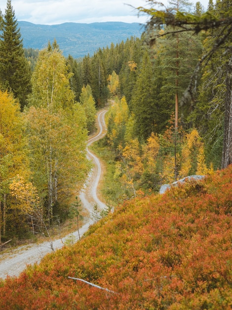 Осенняя тайга в Кульчекском лесничестве ...