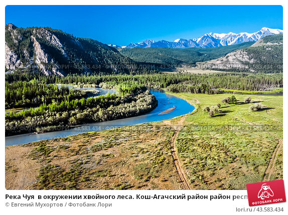 Свежесть хвойного леса Siberina.ru