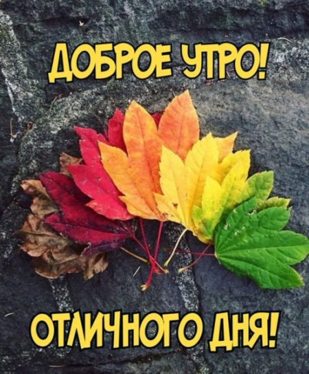 🍂🍁 ДОБРОЕ УТРО, ДРУЗЬЯ! ОТЛИЧНОГО ДНЯ! 🍁🍂 Последние ...