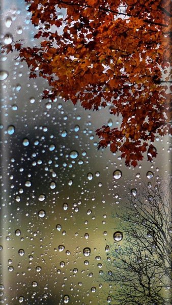 Autumn raindrops на Андроид скачать ...