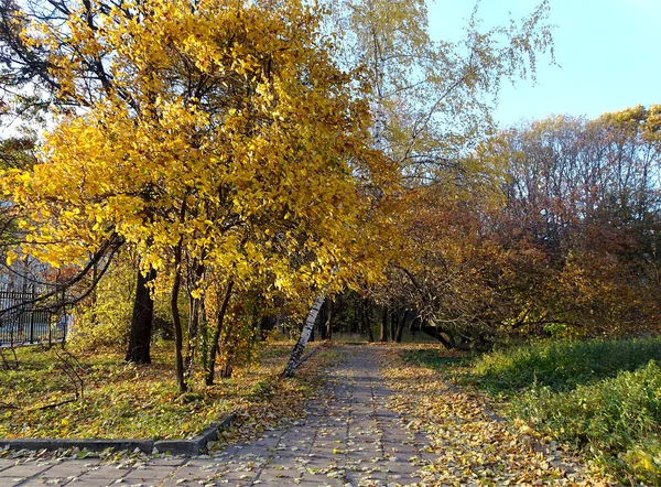 Обои деревья, дома, осень на рабочий ...