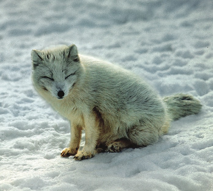 Песцы. Vulpes (alopex) lagopus. Сайт про зверей - ZveroSite.ru