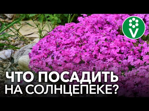 Солнцелюбивые растения - Agro-Market