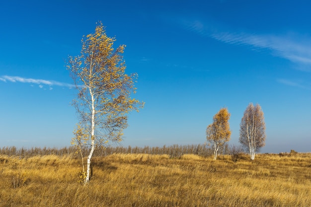 Береза для детей - картинки и фото (47 шт)