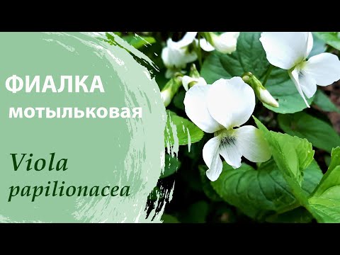 Виола мотыльковая Альбифлора в Москве - интернет-магазин ...